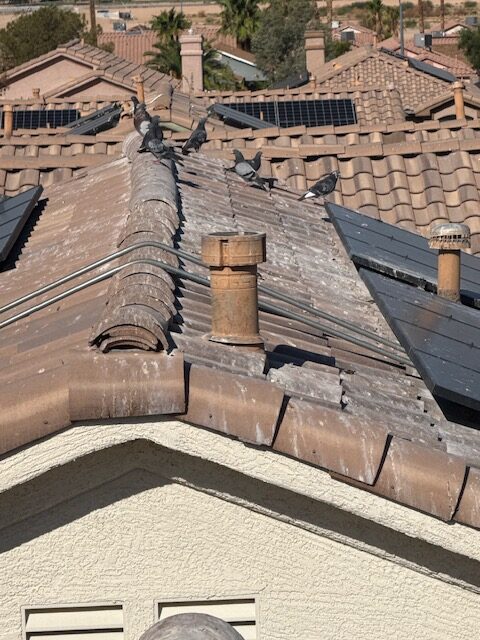 Close-up of a tile roof ridge with broken tiles, exposed underlayment, and bird damage on a Las Vegas home