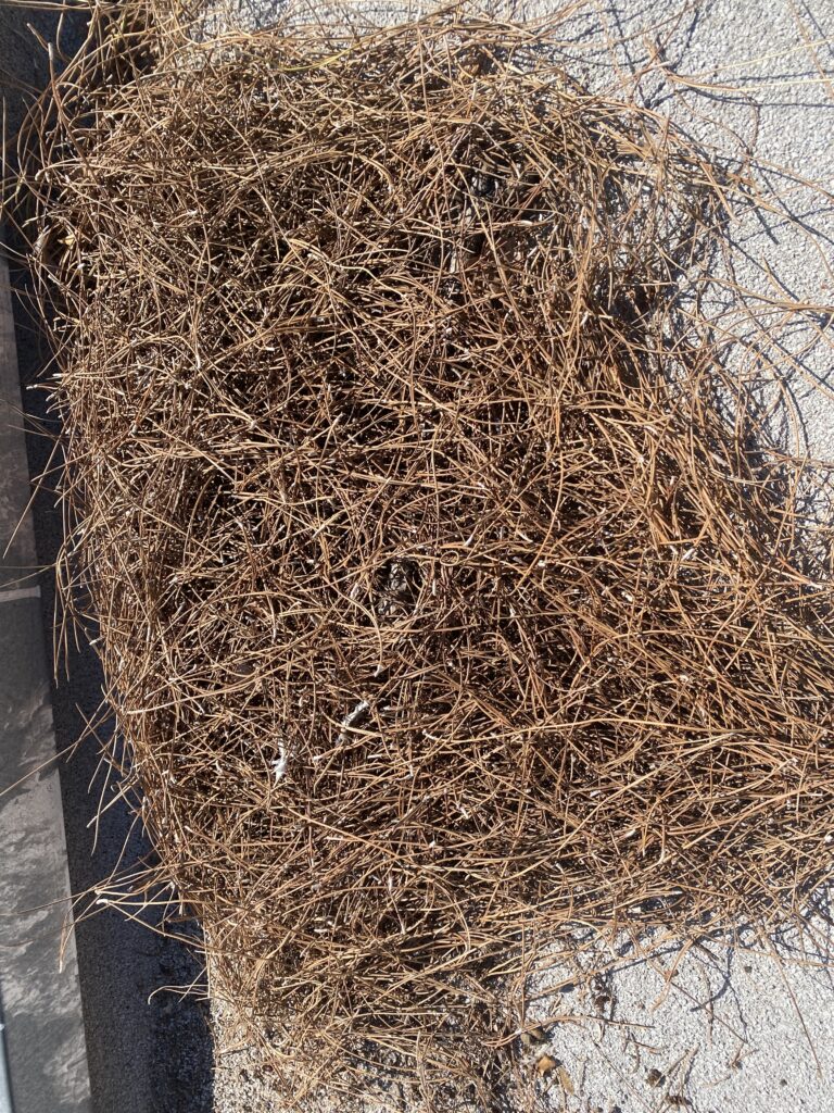 Pine needles and other tree debris accumulated beside the edge of a low-slope roof