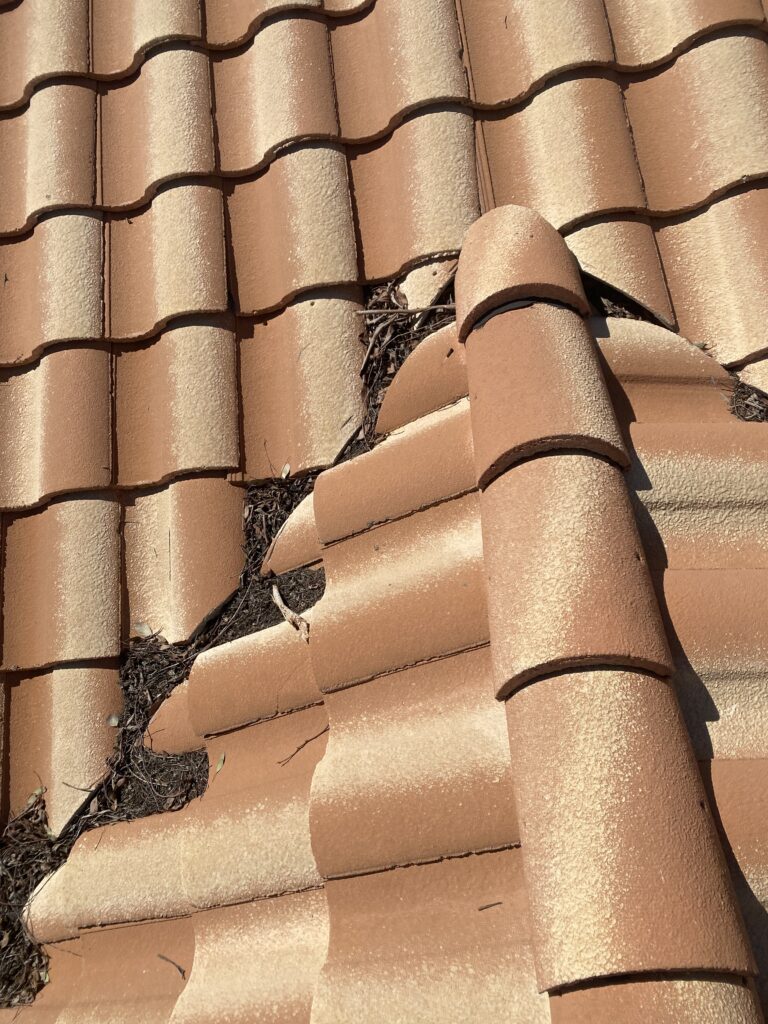 Leaves and twigs accumulated along a junction between tile roof slopes