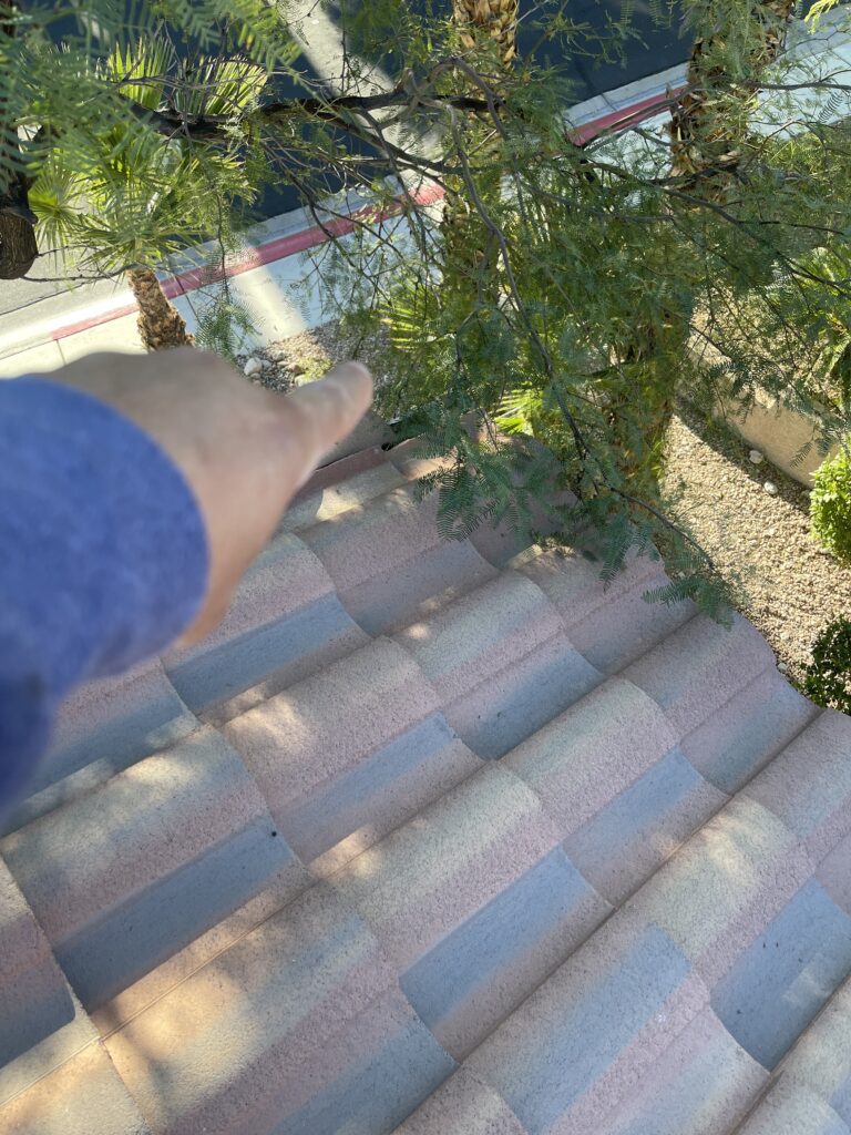 Tree branches extending over the edge of a curved tile roof